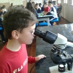 Pesquisa sobre plantas e suas partes