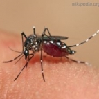 Campanha Todos Contra o Mosquito Aedes Aegypti