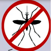 Colégio adere à campanha contra o mosquito