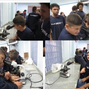 Aula prática: Observação em microscópio